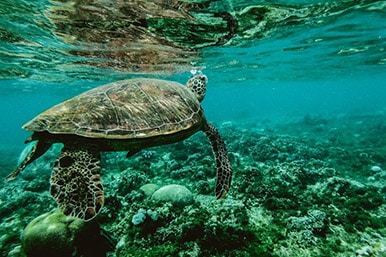 14.2 - Supporting aquatic ecosystems through action